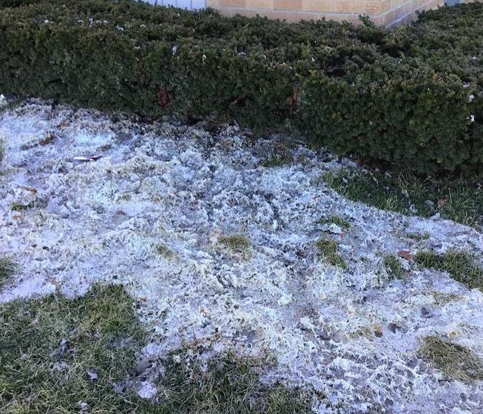 Picture of lawn and bushes covered in debris and toilet paper